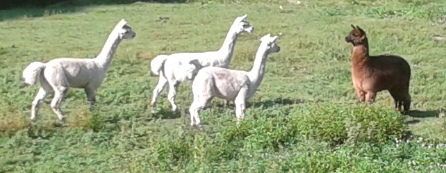 Alpakas begrüßen den Neuzugang