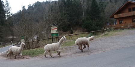 3 Alpakas sausen nach Hause