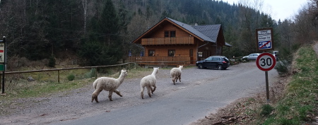 3 Alpakas sausen nach Hause