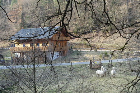 3 Alpakas auf ihrer Koppel an der Strasse