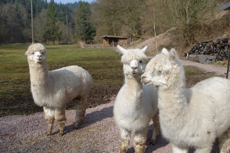 3 Alpakas, die in den Stall gehen