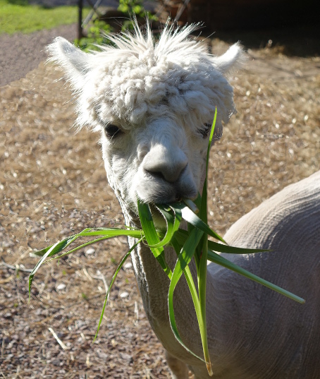 Alpaka mit Gras im Maul