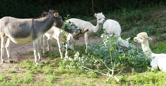 Alpaka und Esel mit Buchenzweigen