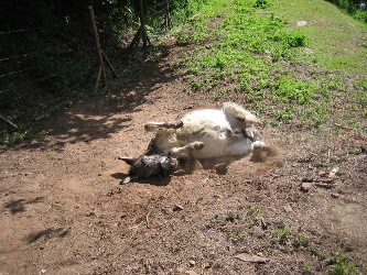 sich wälzender Esel Kalli