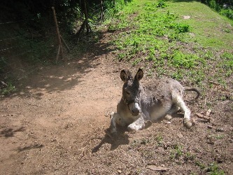 liegender Esel Kalli