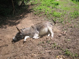 Esel Kalli, der den Sand genießt