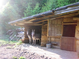 beide Esel vor dem Stall