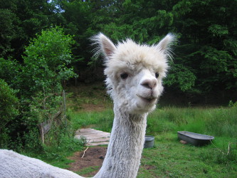 Alpaka Charly mit kurzen Haaren