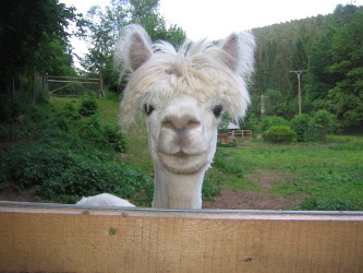 Alpaka Calimero mit kurzen Haaren