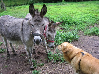Oscar mit den Eseln Oli und Kalli