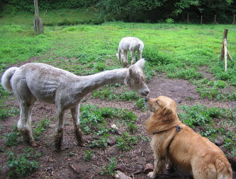 Oscar mit Alpaka Calimero