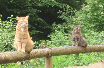 Kater Charly und Katze Mietzi