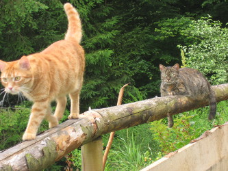 beide Katzen
