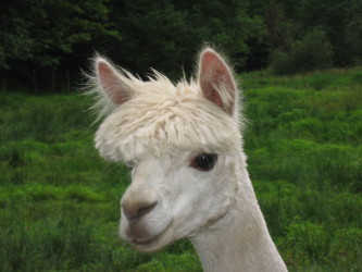 Alpaka Fergi mit kurzen Haaren