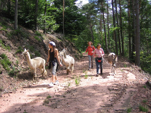 Wanderbid mit Tieren