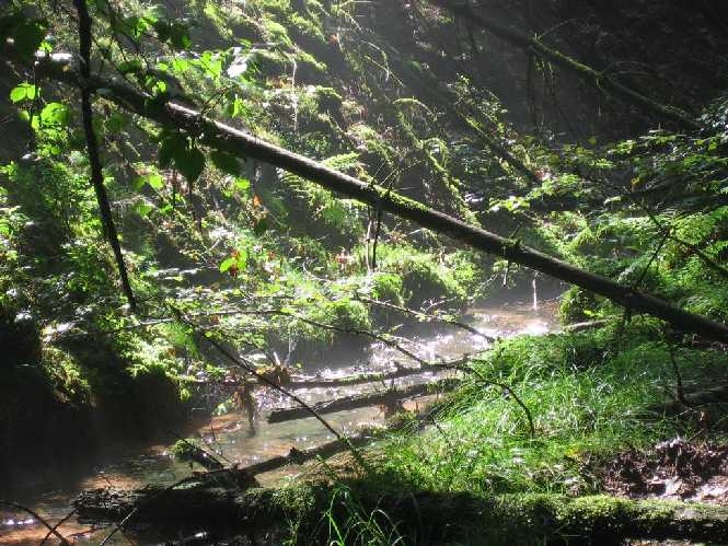 Bachlandschaft am Grobsbach