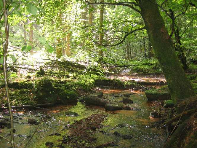 Bachlandschaft am Grobsbach