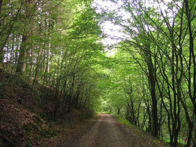 Buchenwaldweg zum Restaurant Hornesselwiese