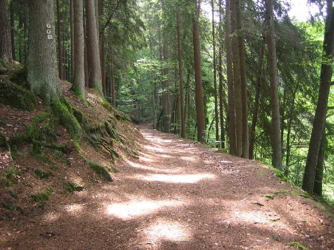 Waldwanderweg