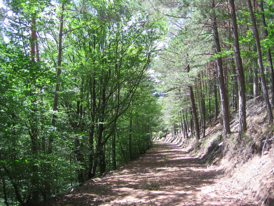 Waldweg